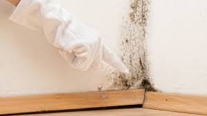 mold in house and how the affect indoor air quality