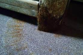 Aspergillus Do air purifiers help with mold?