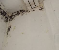 Chaetomium Do air purifiers help with mold?