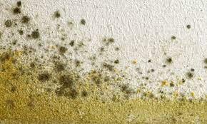 Cladosporium do air purifiers help with mold?