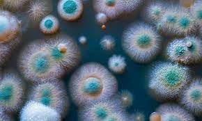 Penicillium mold do air purifiers help with mold?