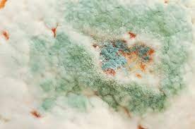 Trichoderma mold do air purifiers help with mold?