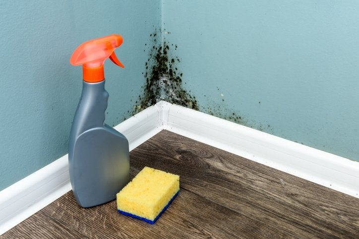 black mold do air purifiers help with mold