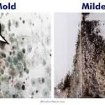 Mold vs mildew do air purifiers help with mold?